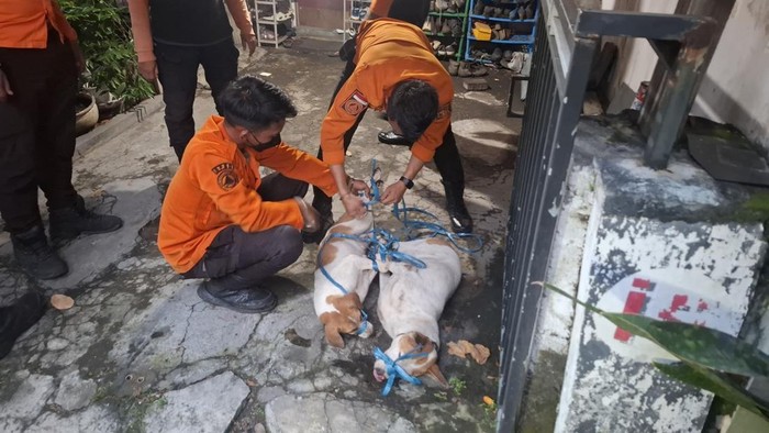 9 Anjing Dievakuasi dari Rumah di Surabaya usai Gigit Majikan Hingga Tewas