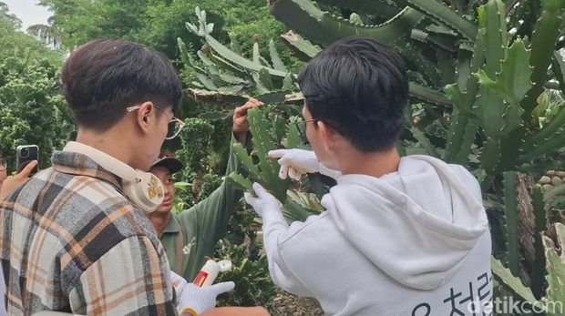 Coretan &#039;Adi+Santo&#039; di Kaktus Kebun Bogor Berdalih Kenang-kenangan&#039;