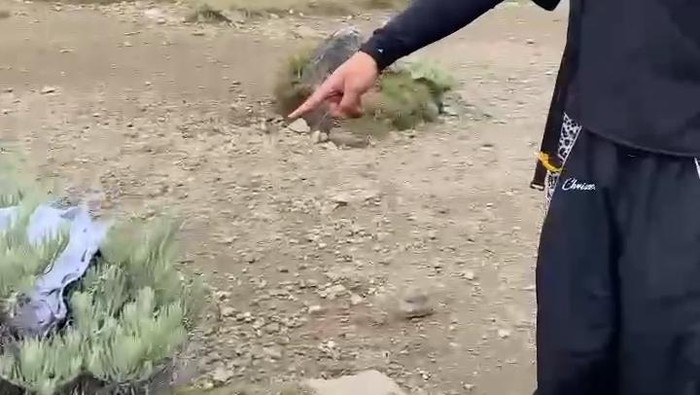 Viral Oknum Pendaki Buang Celana Dalam di Taman Edelweiss Gunung Gede