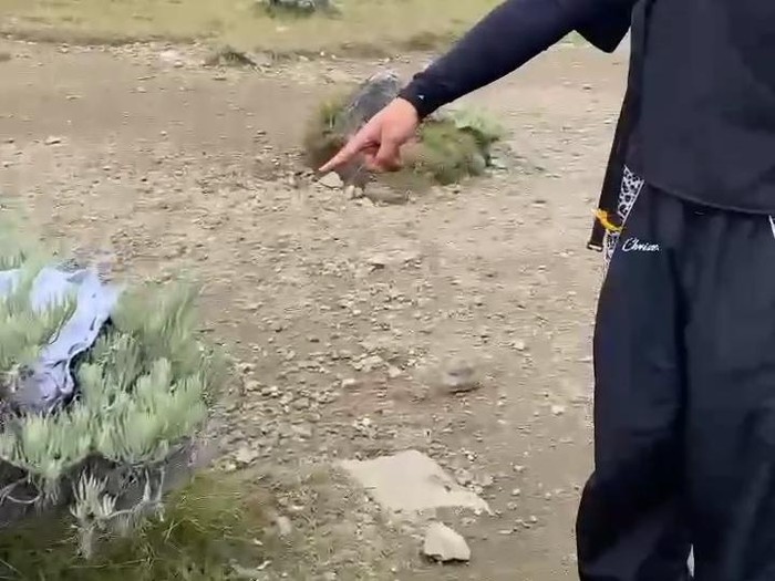 Viral Oknum Pendaki Buang Celana Dalam di Taman Edelweiss Gunung Gede