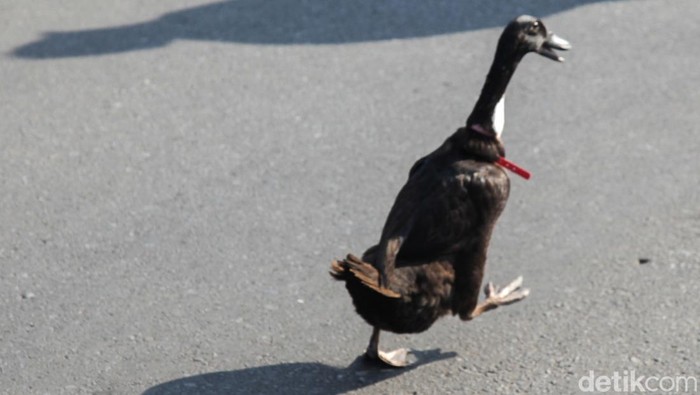 Agak Laen, Warga Bawa Bebek ke CFD Depok
