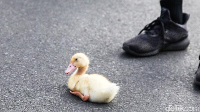 Agak Laen, Warga Bawa Bebek ke CFD Depok