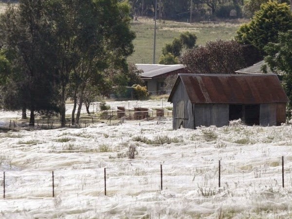 Fenomena Hujan Aneh Di Australia, Sekilas Nampak Seperti Salju Padahal Ini Faktanya