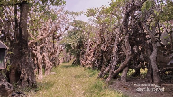 &#91;Coc Reg. Klaten&#93; Hutan Kamboja, Tempat Wisata Klaten Rasa Afrika