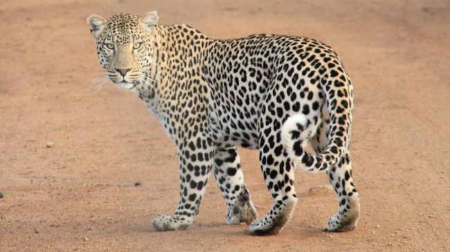 10 Hewan yang Berasal dari Familia Felidae (Keluarga Kucing), Menakjubkan!