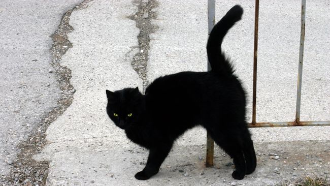 Mitos atau Fakta: Kucing Hitam Pembawa Sial?