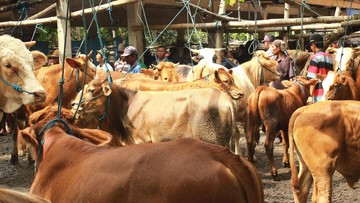RI Bakal Impor 121 Ribu Ton Daging Sapi dan Kerbau