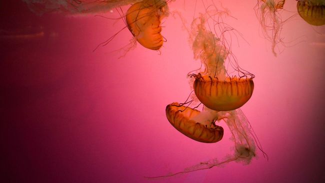 menelisik-sekte-agama-unik-di-penjuru-dunia