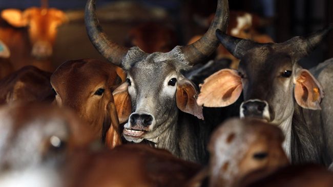 diduga-selundupkan-sapi-pria-muslim-di-india-tewas-dipukuli