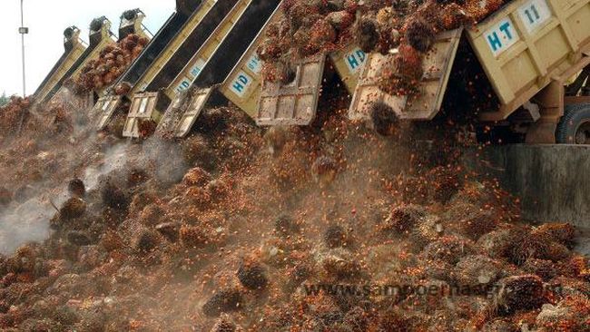 China braces for ban by Indonesia on exports of palm oil