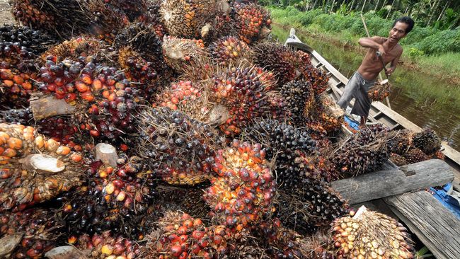 Masih Bekerja, Koalisi Buruh Sawit Minta Tes Corona