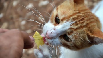 Viral Surat Edaran Larang Warga Beri Makan Kucing Liar di Jakbar
