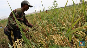 Alert! Petani Makin Ogah Tanam Padi, RI Bisa Krisis Beras