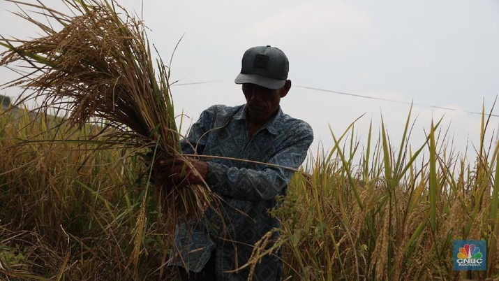 Harga Sembako Naik, yang Untung Pedagang! Petani Tetap Merana