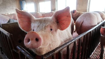 Buset! Merana Karena Babi, China Buat Daging Palsu