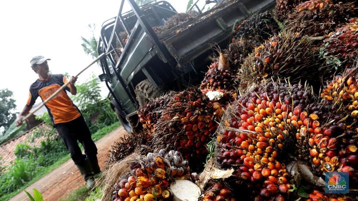 Kacau! Jokowi Larang Ekspor Harga Sawit Petani Anjlok 60%