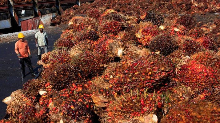 Mau Wajibkan B100, RI Butuh 60 Juta Ton Minyak Sawit