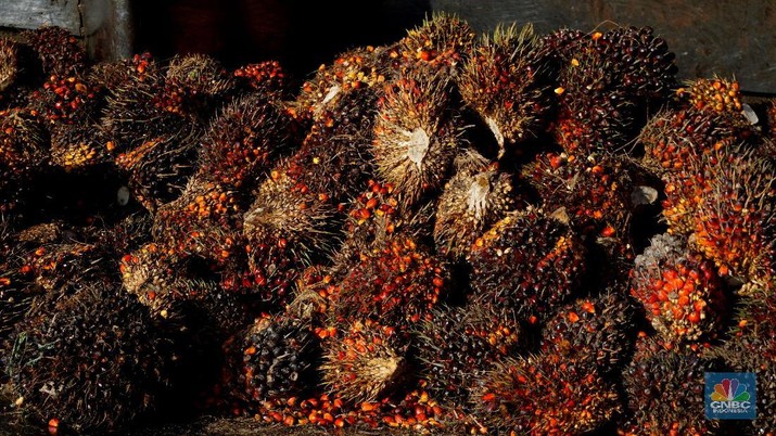 Petani Sawit Teriak, Harga Anjlok & Ratusan Pabrik Buka Tutup