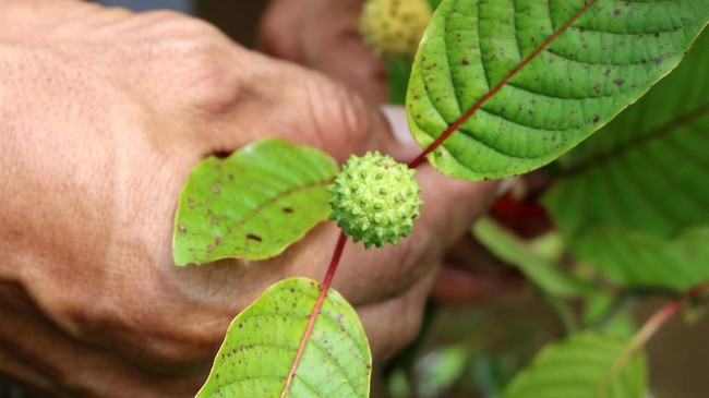 Zulhas Restui Ekspor Tanaman Herbal Kratom