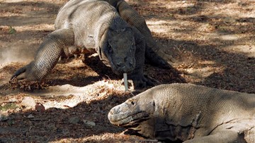 Ternyata Duit 14 Juta Milik Wisatawan Pulau Komodo Dipakai Untuk Ini!