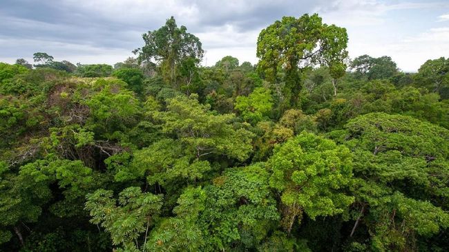 UU Ciptaker Hapus Kewajiban 30 Persen Hutan Warisan Habibie