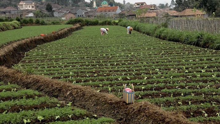 Aduh! Udah Ekonominya Loyo, Sektor Pertaniannya Lesu Pula