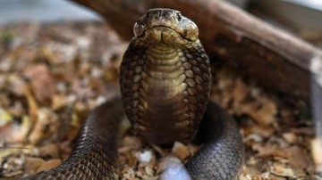 teror-sekarung-ular-kobra-di-rumah-wahidin-jelang-kunjungan-anies