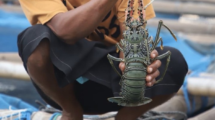 Sayonara! Larangan Ekspor Benih Lobster Era Susi Tamat