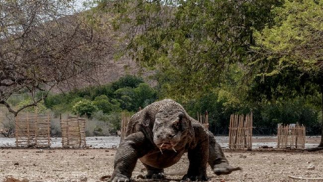 #SaveKomodo Menggema, Netizen Riuh Soal Jurassic Park