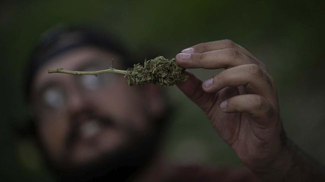 dpr-as-setuju-uu-dekriminalisasi-ganja-di-tingkat-federal