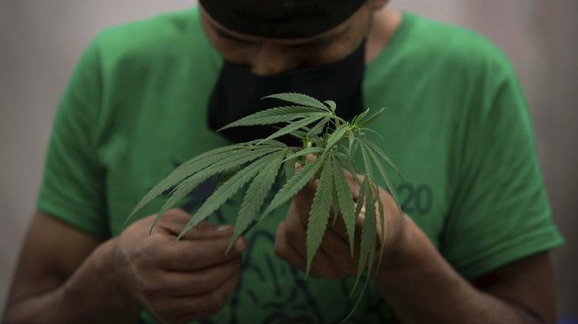 DPR Aceh Wacanakan Qanun Legalisasi Ganja untuk Medis