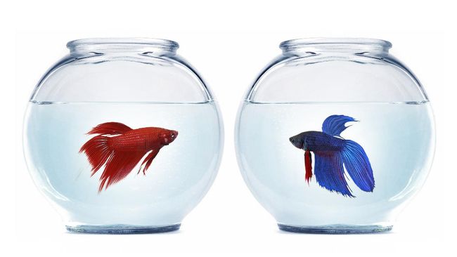 Baru Punya Cupang? Inilah Tips Merawat Ikan Cupang yang Benar