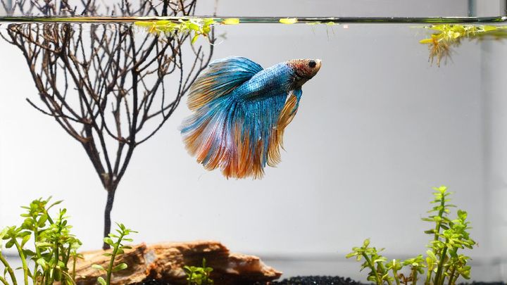 Jangan Ngaku "Cupangers" Sebelum Tahu Fakta Menarik Ikan Cupang Berikut!