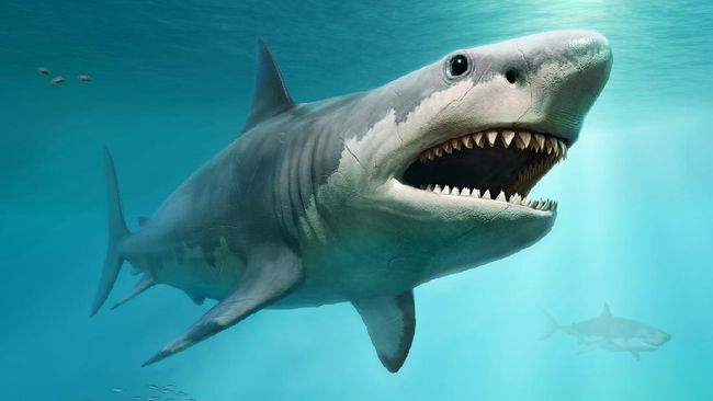 Fakta Hewan Raksasa Megalodon vs Mosasaurus