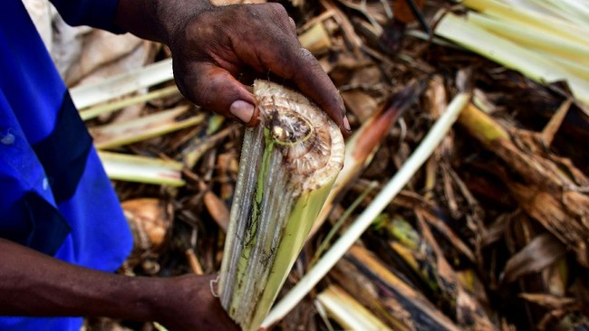 Serat Pohon Pisang Disulap Menjadi Karpet di Uganda