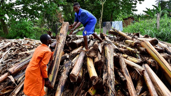 Serat Pohon Pisang Disulap Menjadi Karpet di Uganda