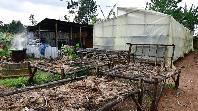 Serat Pohon Pisang Disulap Menjadi Karpet di Uganda