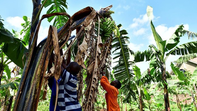 Serat Pohon Pisang Disulap Menjadi Karpet di Uganda