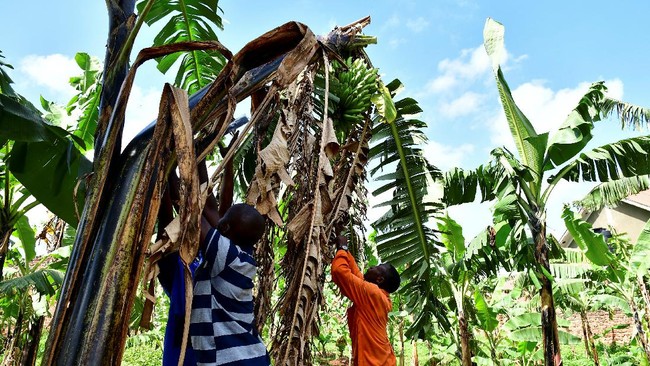 serat-pohon-pisang-disulap-menjadi-karpet-di-uganda