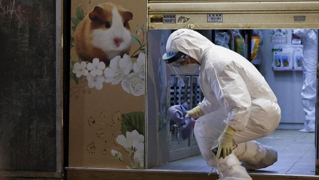 hong-kong-akan-bunuh-ribuan-hamster-karena-positif-covid