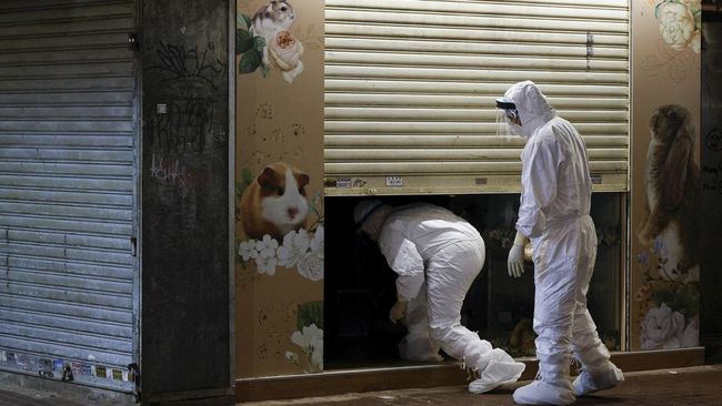 Hong Kong Akan Bunuh Ribuan Hamster karena Positif Covid