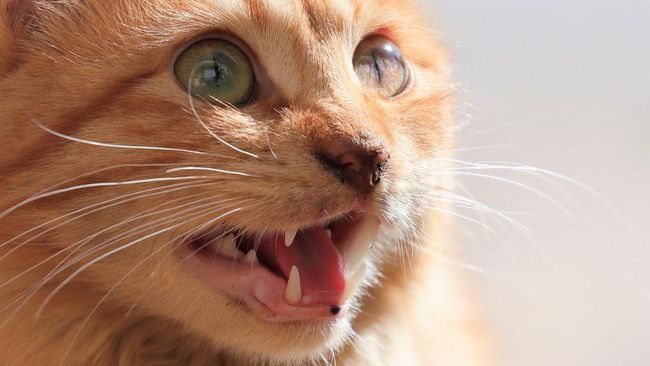 TNI Ungkap Pelaku Penembakan Kucing-kucing di Sesko TNI: Brigjen NA