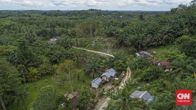 Harga Minyak Goreng 2 Liter di Kawasan IKN Tembus Rp80 Ribu