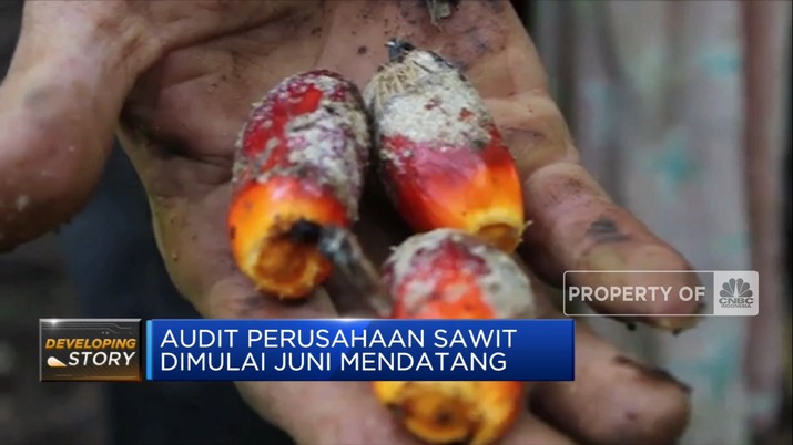 Ditugaskan Jadi 'Pengendali' Minyak Goreng, Ini Jurus Luhut