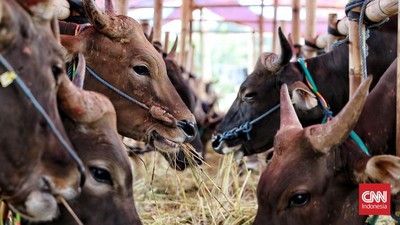 Pedagang Hewan Kurban Keluhkan Penjualan Anjlok 50 Persen