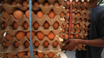 Lah! RI Impor Telur, Jauh-jauh dari Amerika