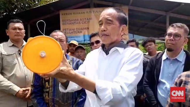 Jokowi Turun Tangan Atasi Serangan Lalat yang Bikin Krisis Jeruk Karo