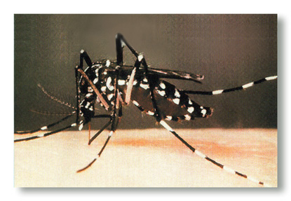 Waspadai 7 Penyakit Ini Saat Banjir