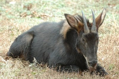 Kambing Hutan Langka Sumatra Terekam Kamera