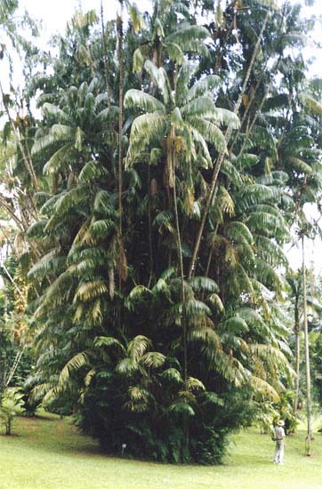 Taman Nasional Sembilang